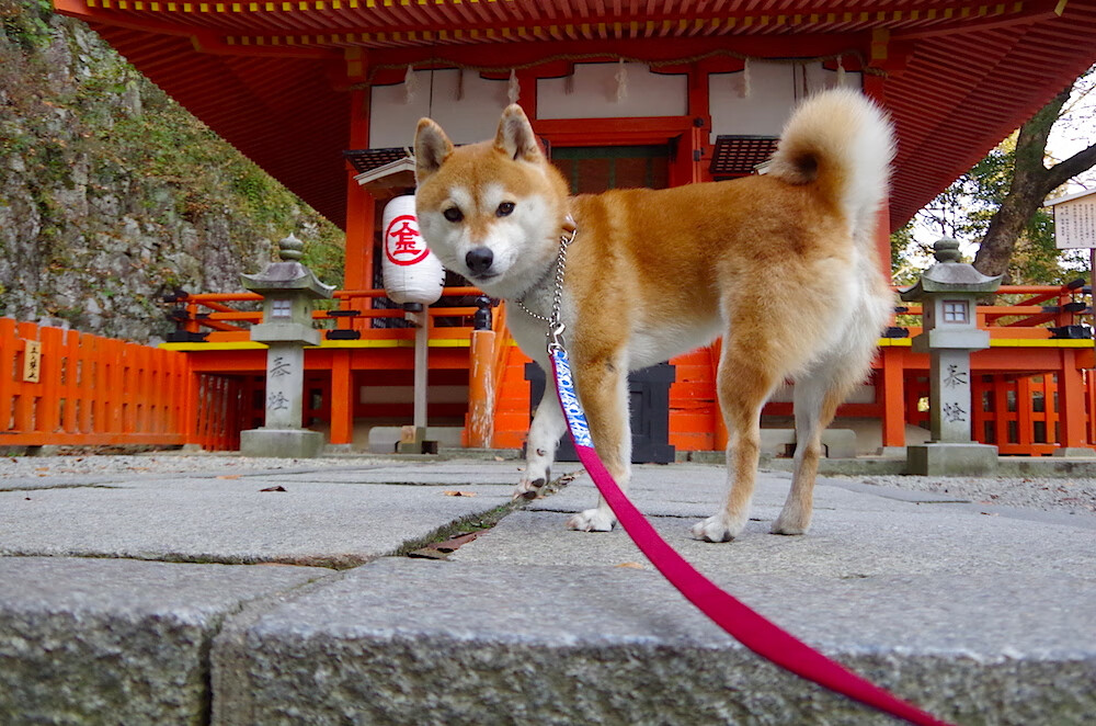 冰球季后赛：冰上角逐进入白热化，冰球全场比赛时间