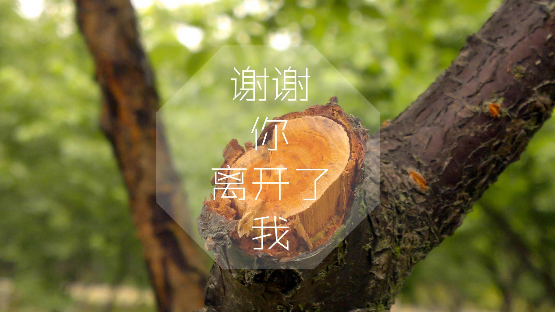 _文化交流杯:不同国家运动员的友谊赛_,运动员代表别的国家参赛